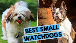 watchdog breeds good for apartment living